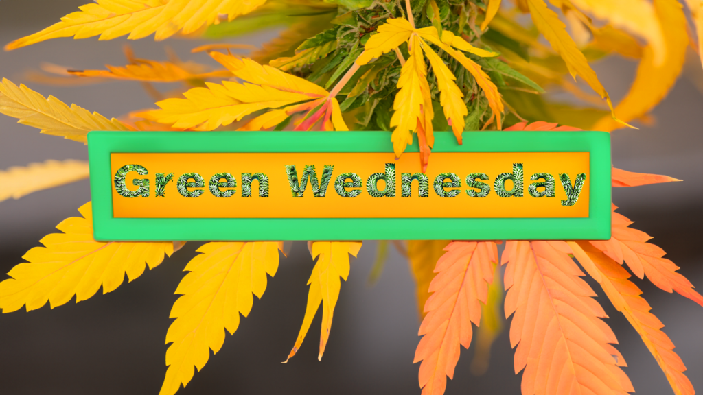 Green Wednesday at Cape Cod Cannabis Wellfleet MA