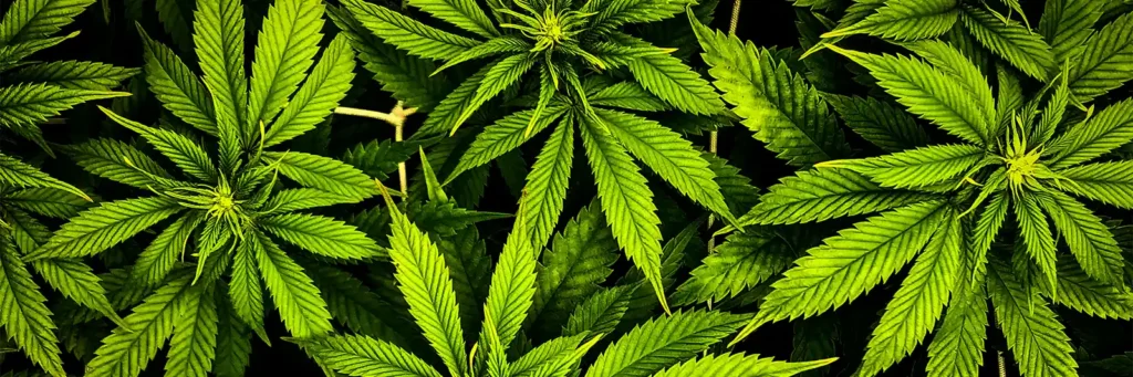 Cape Cod Cannabis