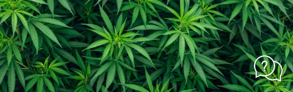 Cannabis Glossary 101 | Cape Cod Cannabis Dispensary in Wellfleet, MA - It's worth the trip! FAQs - Frequently asked questions at Cape Cod Cannabis in Wellfleet, MA
