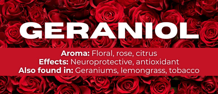 Shop Geraniol Terpenes at Cape Cod Cannabis in Wellfleet, MA