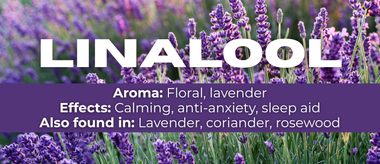 Shop Linalool Terpenes at Cape Cod Cannabis in Wellfleet, MA
