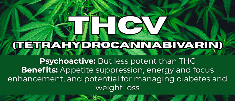 Shop THCV Cannabinoids at Cape Cod Cannabis in Wellfleet, MA