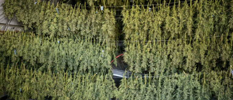 Lifecycle of a Cannabis Seed | Cape Cod Cannabis Dispensary in Wellfleet, MA - It's worth the trip! 6. Drying & Curing - Cape Cod Cannabis, Wellfleet, MA