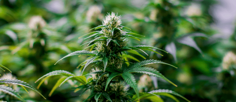 Lifecycle of a Cannabis Seed | Cape Cod Cannabis Dispensary in Wellfleet, MA - It's worth the trip! 4. Flowering - Cape Cod Cannabis, Wellfleet, MA