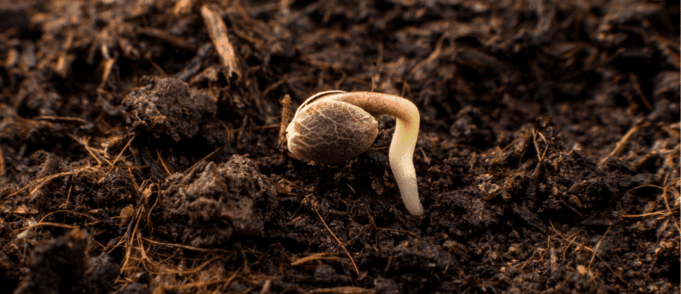 Lifecycle of a Cannabis Seed | Cape Cod Cannabis Dispensary in Wellfleet, MA - It's worth the trip! 1. Germination - Cape Cod Cannabis, Wellfleet, MA