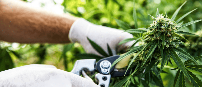 Lifecycle of a Cannabis Seed | Cape Cod Cannabis Dispensary in Wellfleet, MA - It's worth the trip! 5. Harvest - Cape Cod Cannabis, Wellfleet, MA
