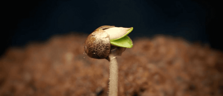 Lifecycle of a Cannabis Seed | Cape Cod Cannabis Dispensary in Wellfleet, MA - It's worth the trip! 2. Seedling - Cape Cod Cannabis, Wellfleet, MA