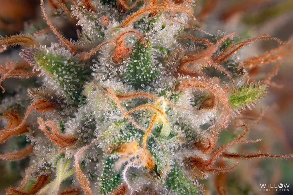 An Introduction to Terpenes - Cape Cod Cannabis in Welflleet, MA