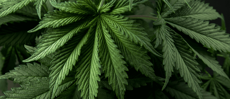 Lifecycle of a Cannabis Seed | Cape Cod Cannabis Dispensary in Wellfleet, MA - It's worth the trip! 3. Vegetative - Cape Cod Cannabis, Wellfleet, MA