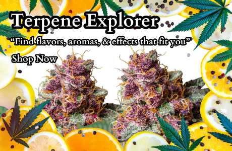 Home | Cape Cod Cannabis Dispensary Near Me in Wellfleet, MA - It's worth the trip! Cape Cod Cannabis Recreational Dispensary near me in Wellfleet, MA
