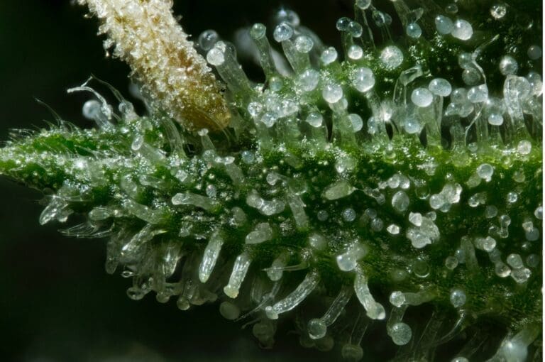 Cannabis trichomes close-up for Cannabis 101 guide