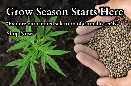 Shop quality cannabis seeds at Cape Cod Cannabis in Wellfleet, MA