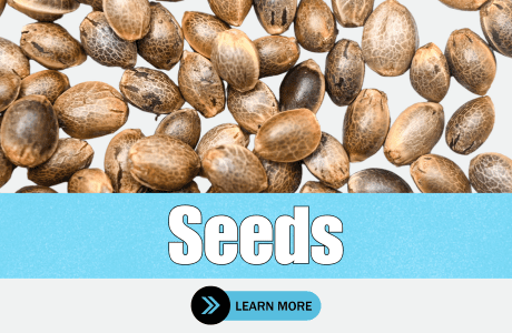 Cape Cod Cannabis Recreational Dispensary in Wellfleet, MA | The best Cape Cod dispensary, the best cannabis selection and the best cannabis prices on Cape Cod - Always worth the trip!