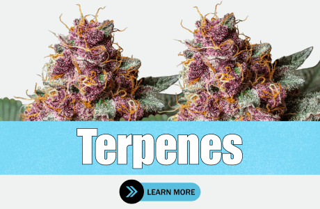 Cape Cod Cannabis Recreational Dispensary in Wellfleet, MA | The best Cape Cod dispensary, the best cannabis selection and the best cannabis prices on Cape Cod - Always worth the trip!