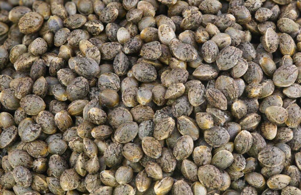 Cape Cod Cannabis Recreational Dispensary in Wellfleet, MA | The best Cape Cod dispensary, the best cannabis selection and the best cannabis prices on Cape Cod - Always worth the trip! Cape Cod Cannabis Recreational Dispensary in Wellfleet, MA | The best Cape Cod dispensary, the best cannabis selection and the best cannabis prices on Cape Cod - Always worth the trip!